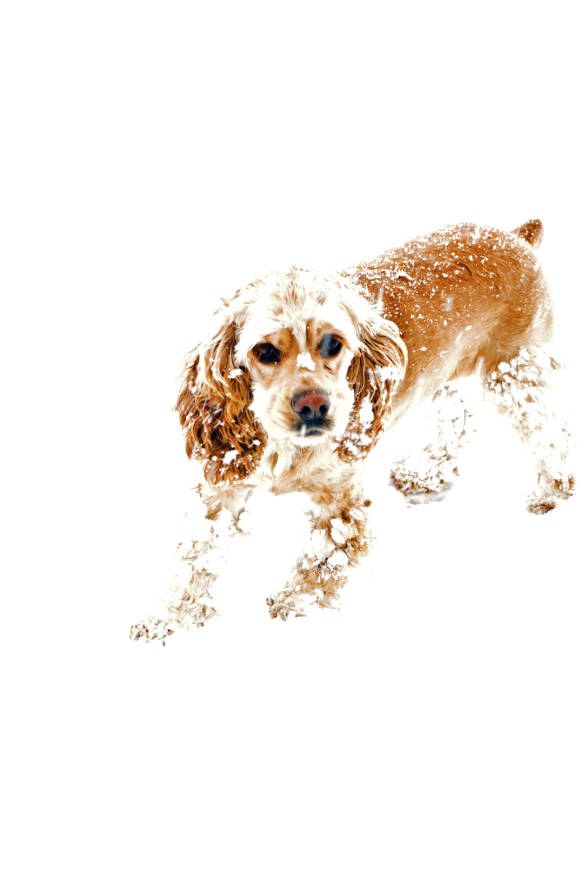 Lucy takes a breather from dashing madly through the snow. 