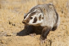 This badger actually looks friendly compared to my daughter this morning. Courtesy of Flickr Creative Commons. All rights reserved by marlin harms.