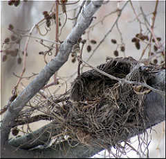 photo of empty nest in a tree