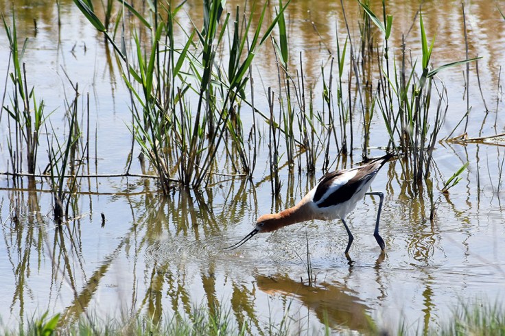 AmericanAvocet1
