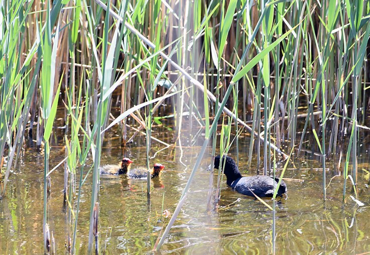 BabyCoots_blog