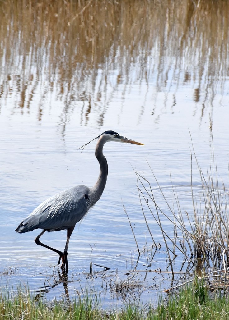 GreatBlueHeron1